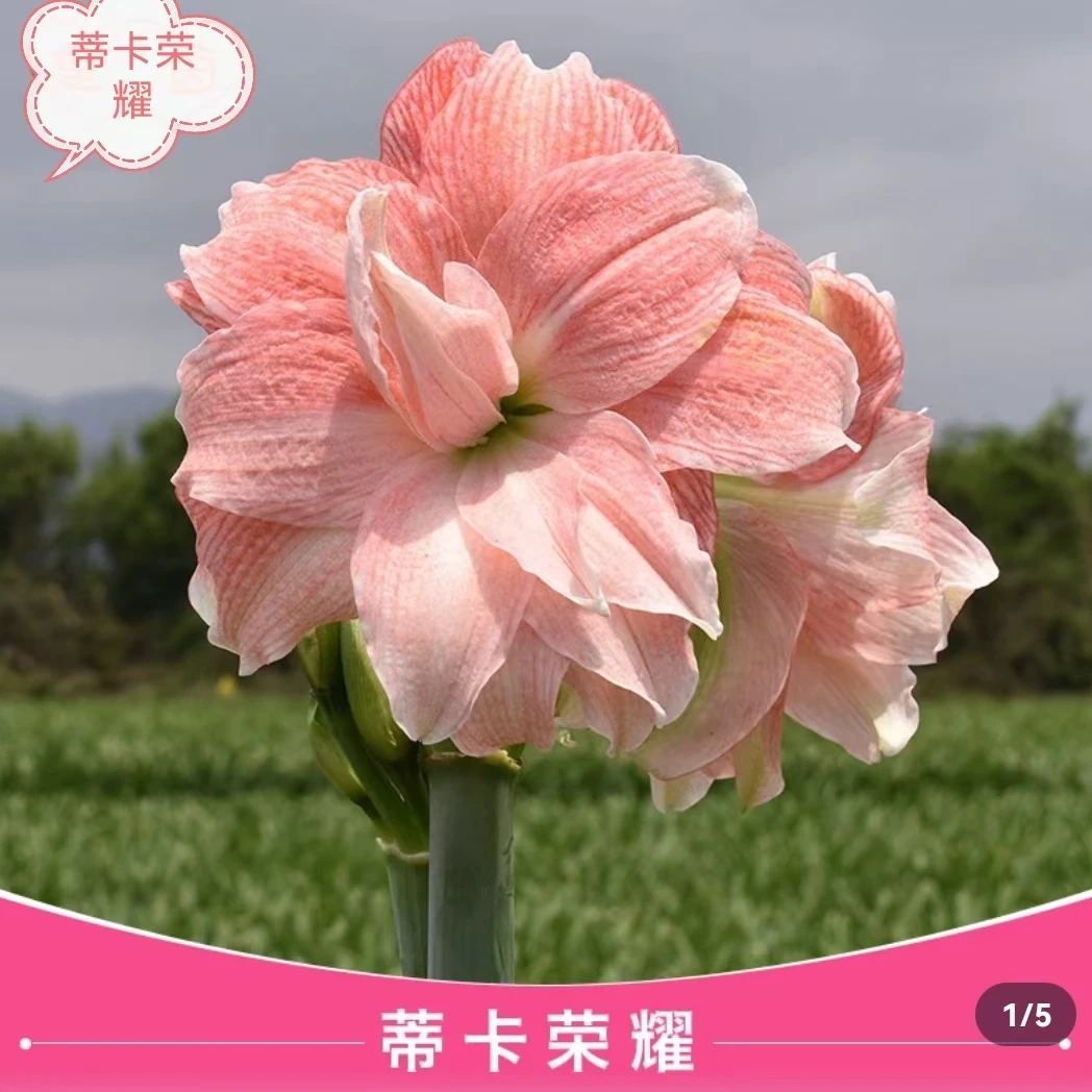 【蒂卡荣耀】进口朱顶红重瓣大花球根花卉