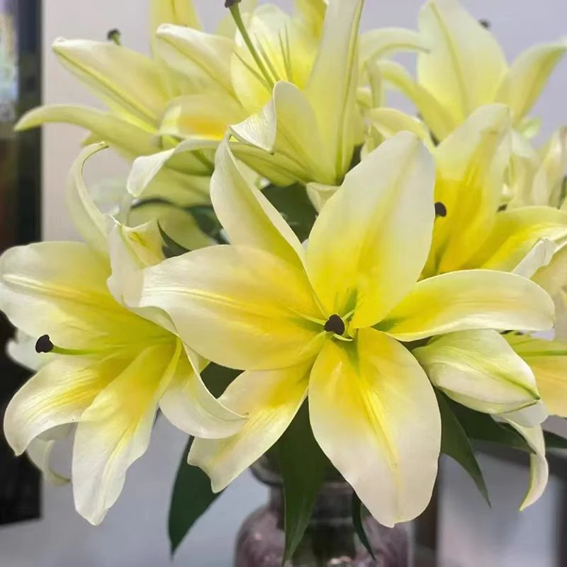 黄天霸香水百合云南鲜花产地顺丰冷链或中通空运直发大花苞浓香型