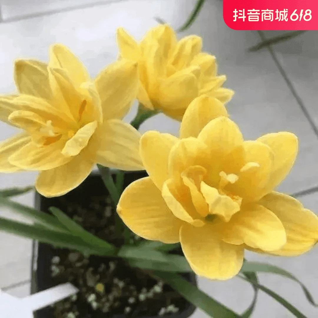 四季开花重瓣风雨兰种球室内外耐寒花卉植物葱兰韭菜莲苗好养易活