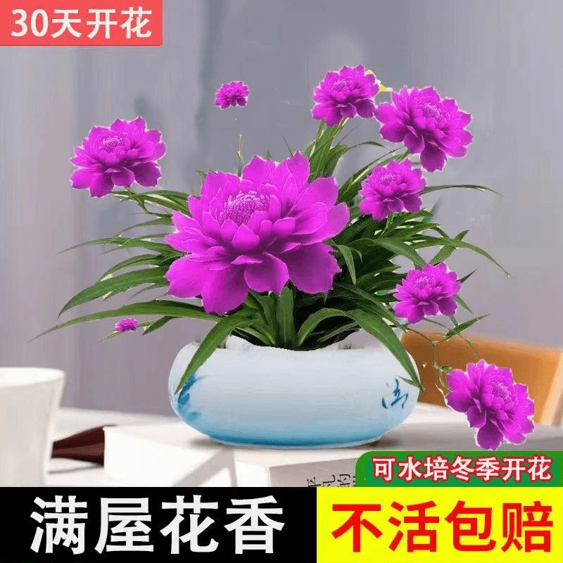 四季开花月光兰室内外盆栽绿植耐旱花卉大全耐旱四季开花水土好养