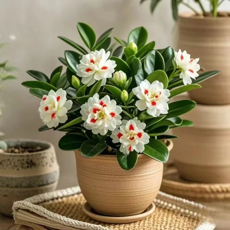 【活动】新品碧玉花卉绿植四季开花浓香型盆栽室内桌面水培净化空气