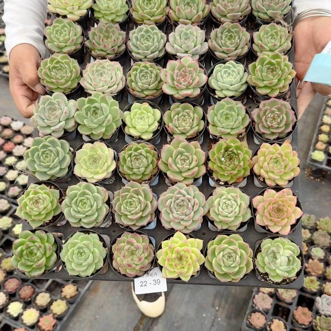 梦**花多肉杂交一物一拍22-39