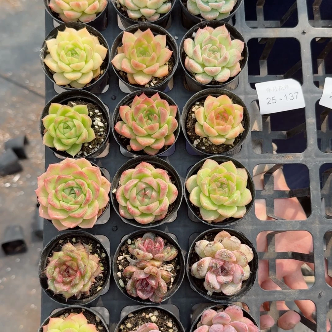 垂**铃多肉杂交一物一拍25-137