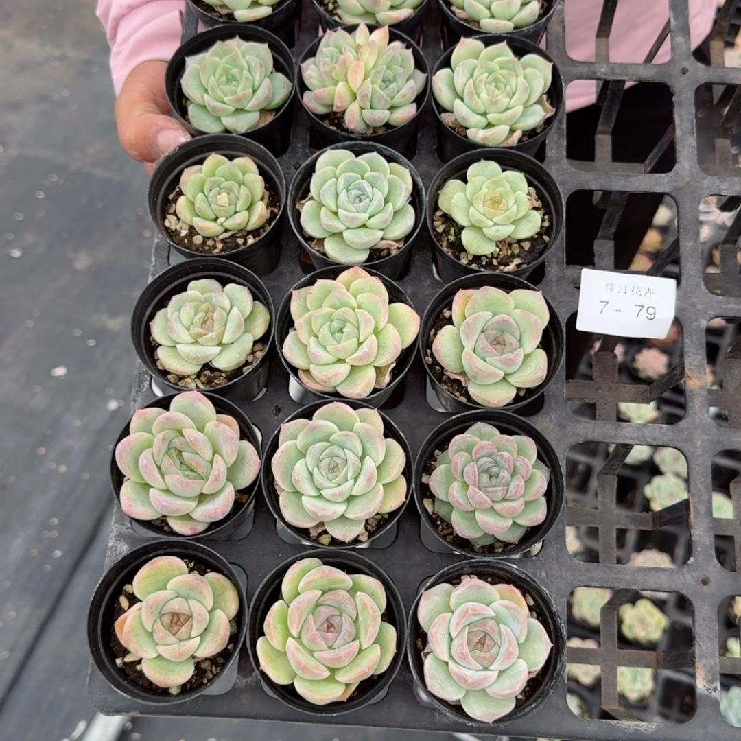 k*美多肉杂交一物一拍7-79