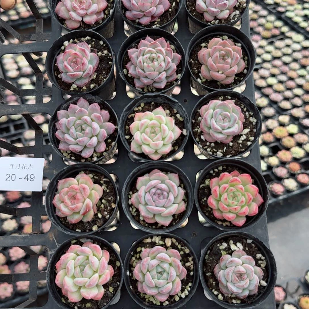 多肉杂交一物一拍20-49