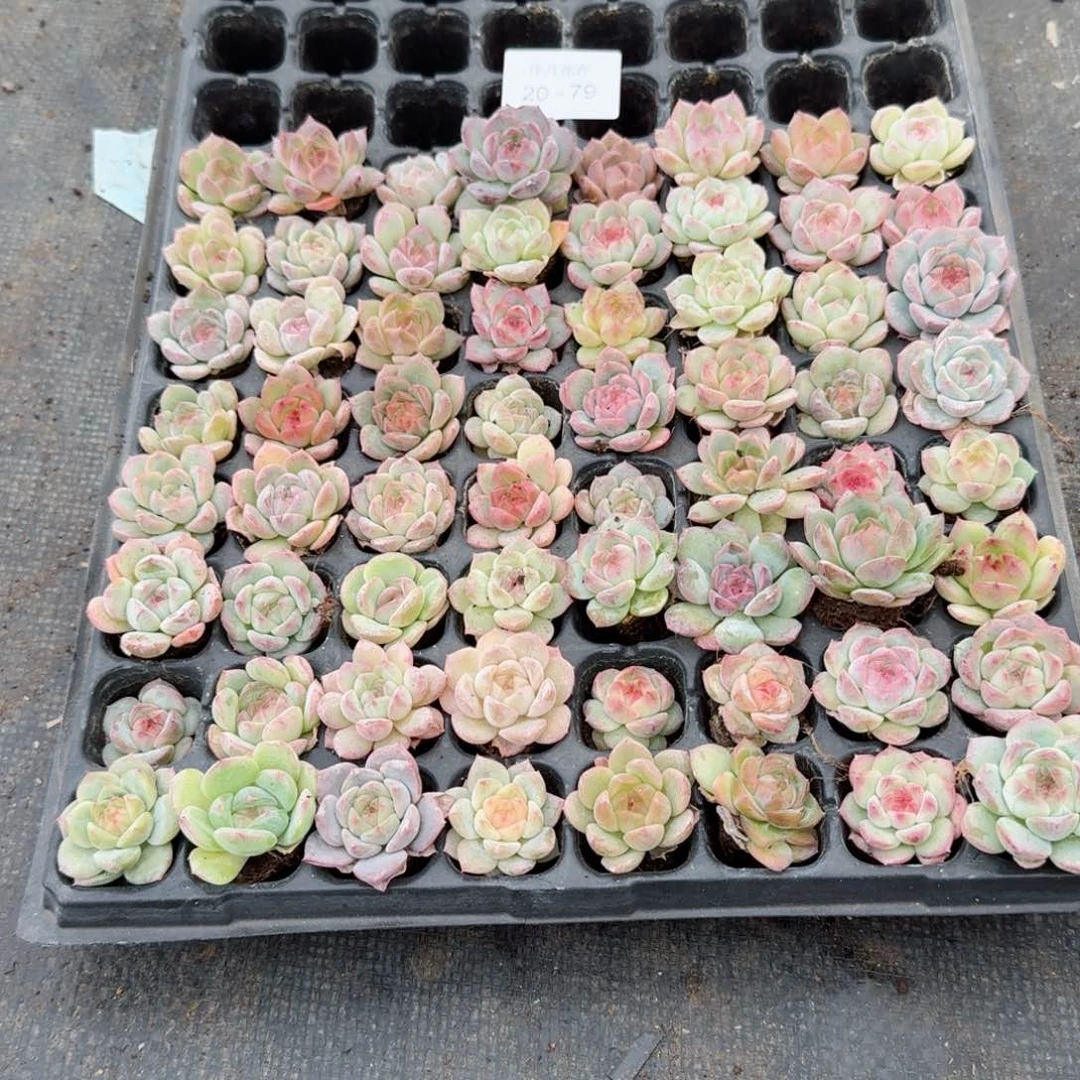 喜**开多肉杂交一物一拍20-79