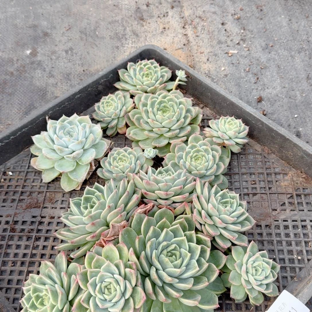 多肉杂交一物一拍3-41