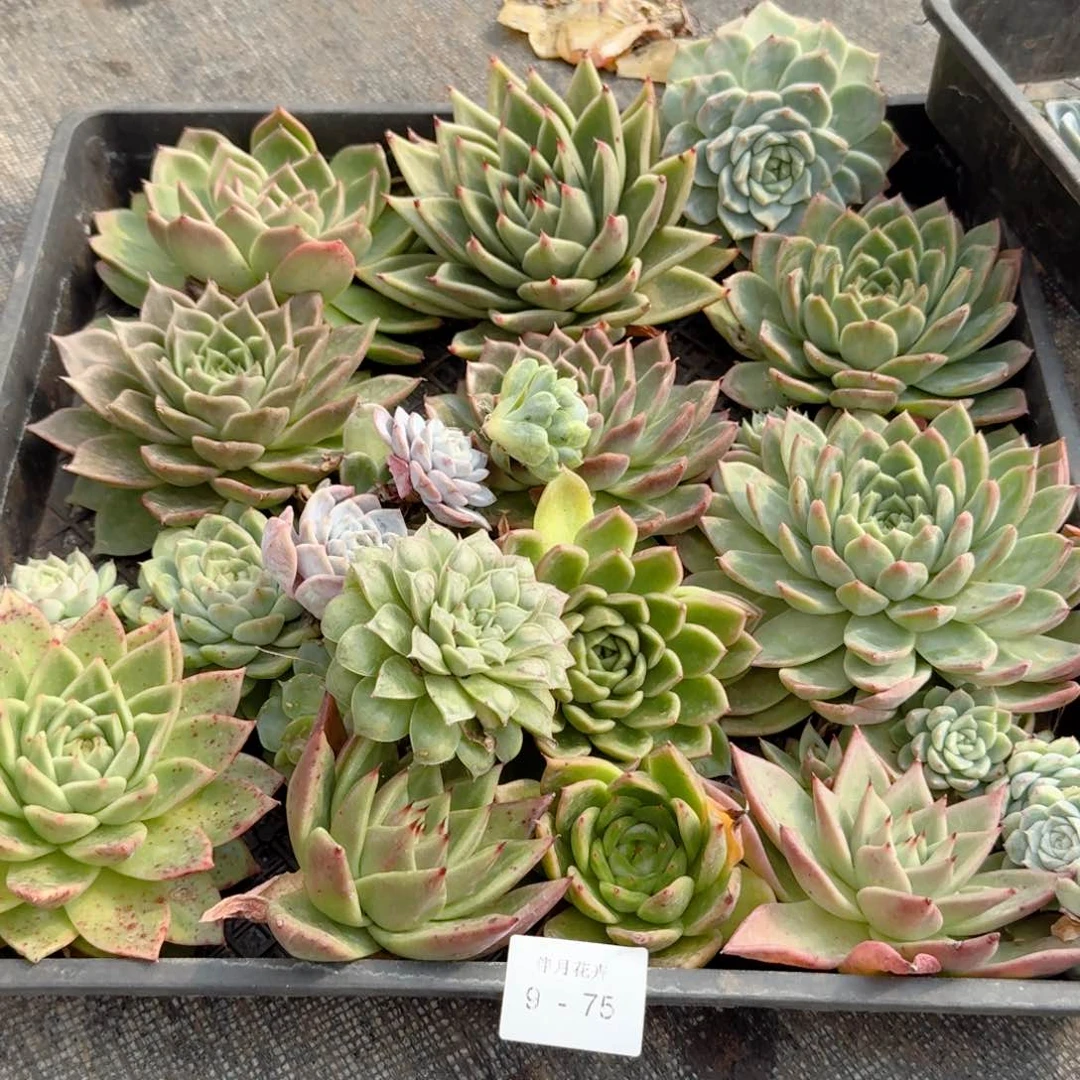 苗****天多肉杂交一物一拍9-75