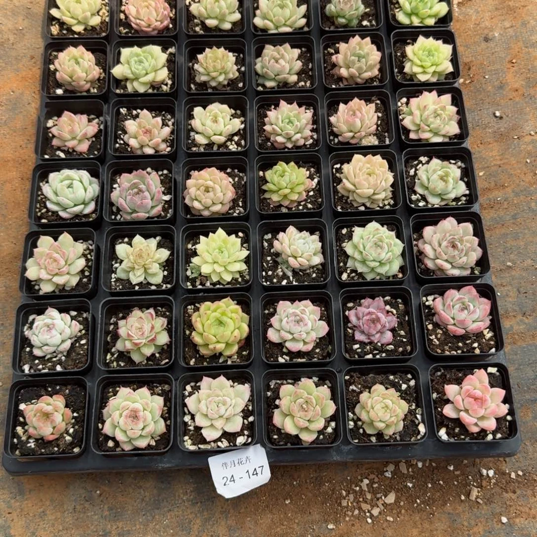 贝*多肉杂交一物一拍24-147