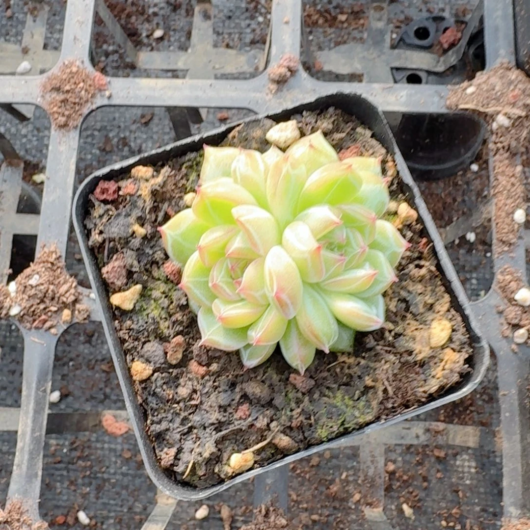 秋**?雪花珍妮一物一拍27-1