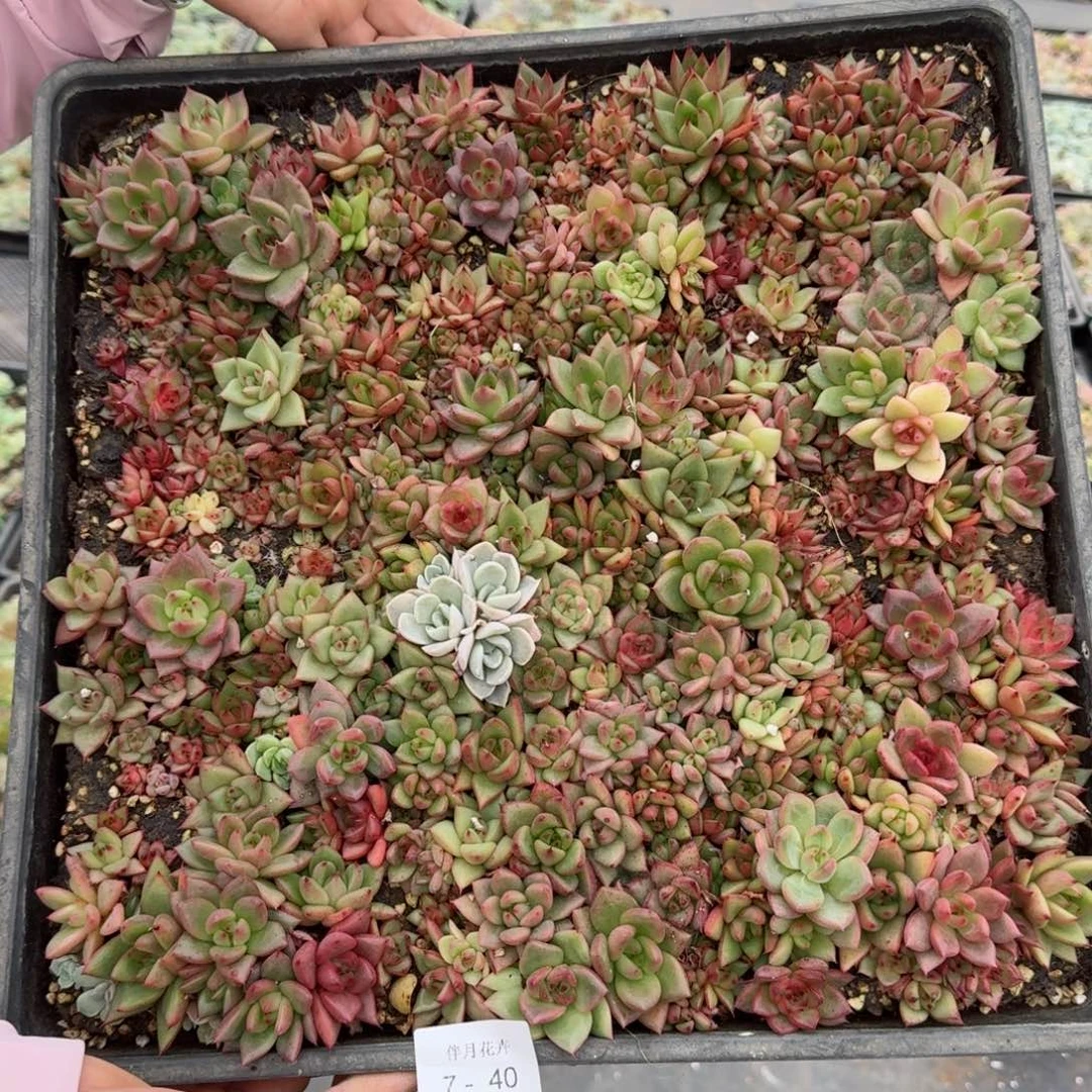 多肉杂交一物一拍7-40