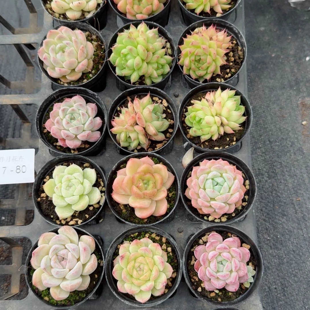 多肉杂交一物一拍17-80