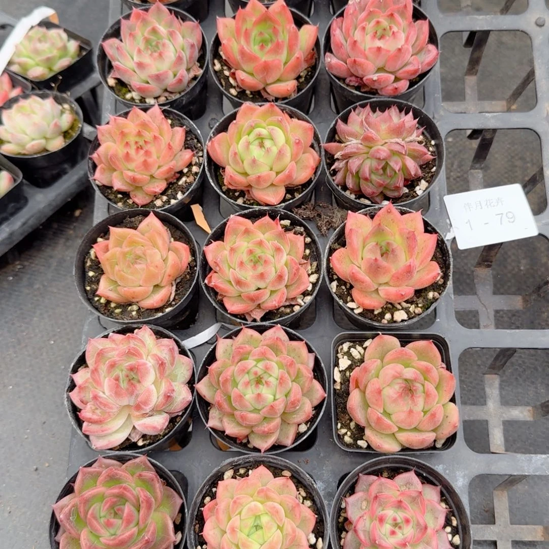 多肉杂交一物一拍1-79