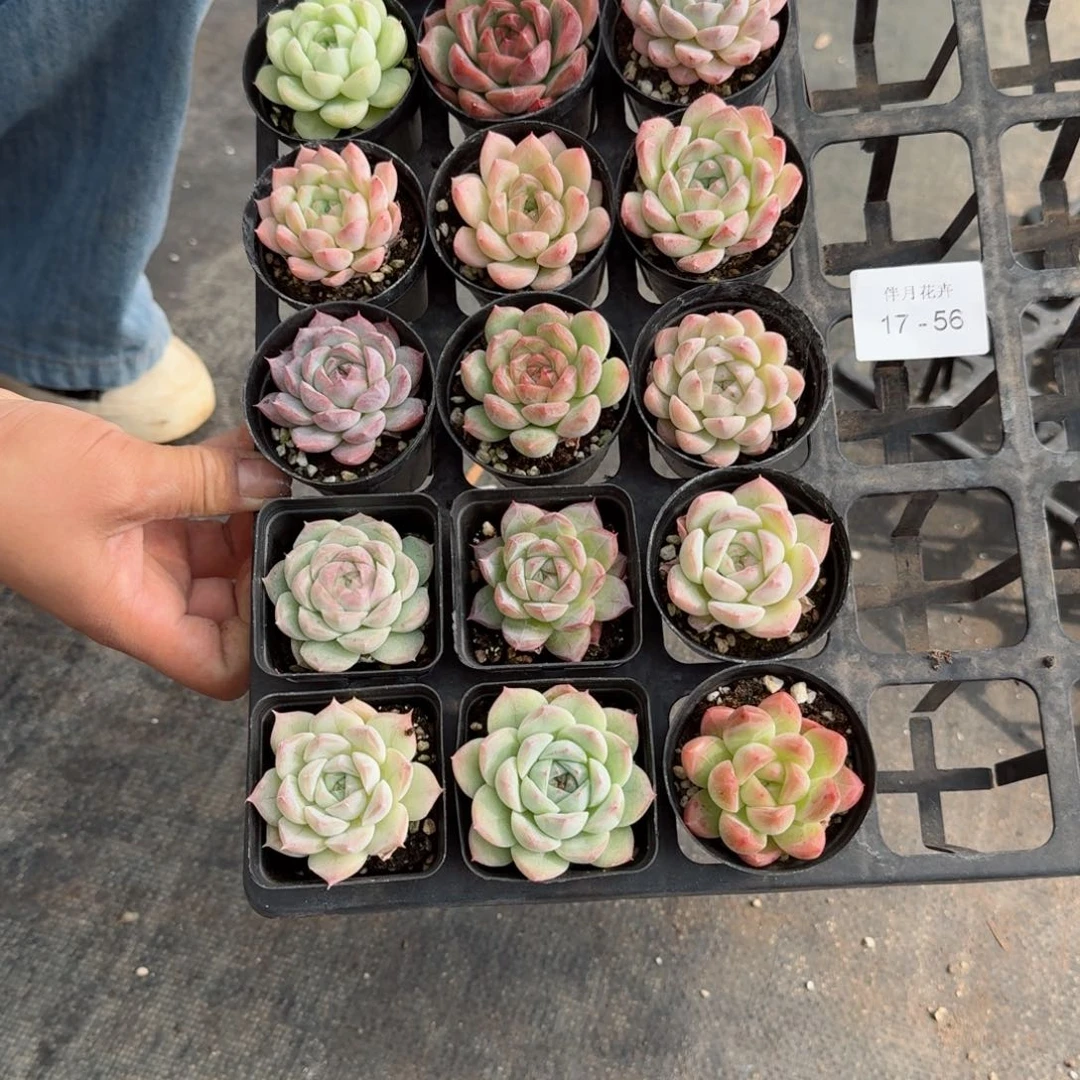 &***茶多肉杂交一物一拍17-56