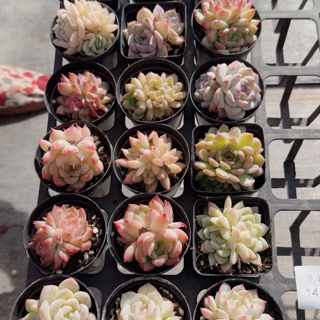 多肉杂交一物一拍14-136