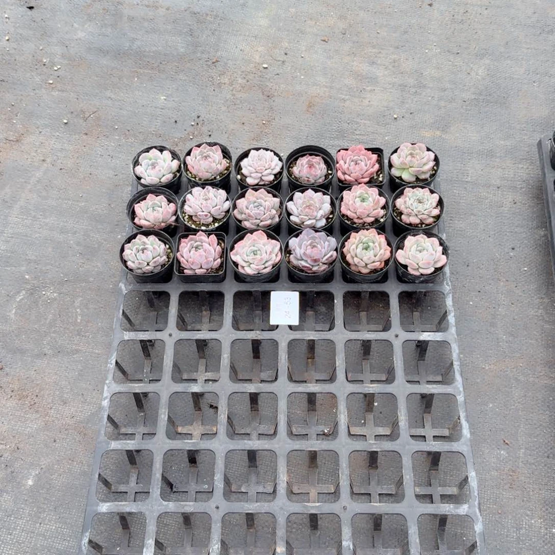 用****静多肉杂交一物一拍24-53