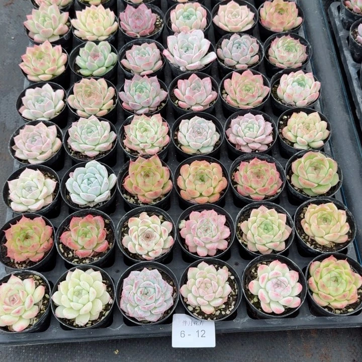 小****妈多肉杂交一物一拍6-12