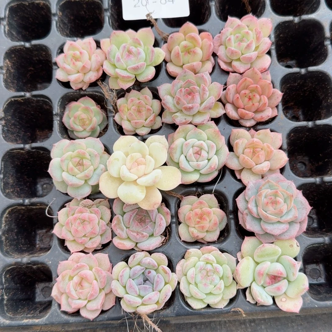 木*壳多肉杂交一物一拍20-84