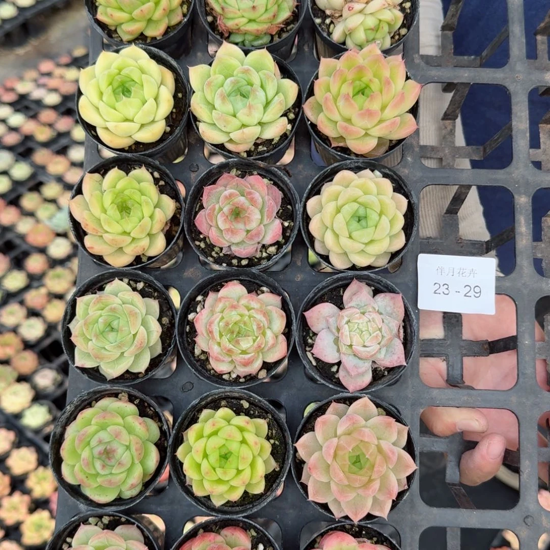 内**旅多肉杂交一物一拍23-29