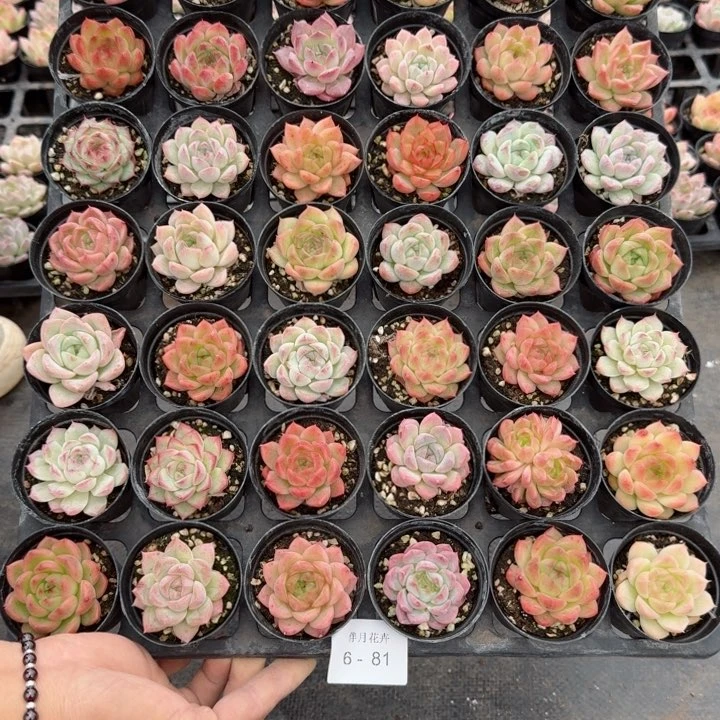 甜*蜜多肉杂交一物一拍6-81