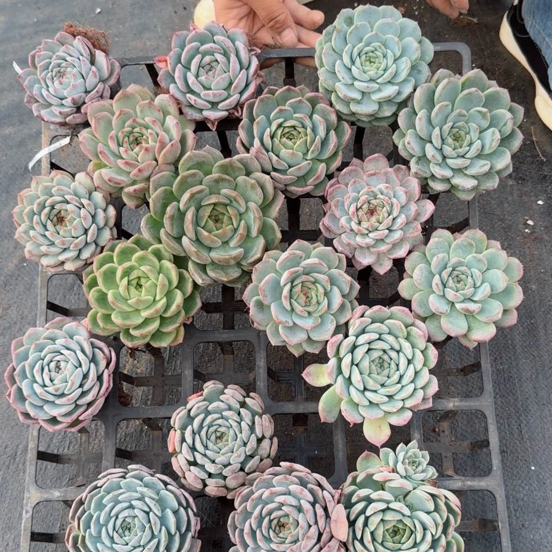 多肉杂交一物一拍17-50