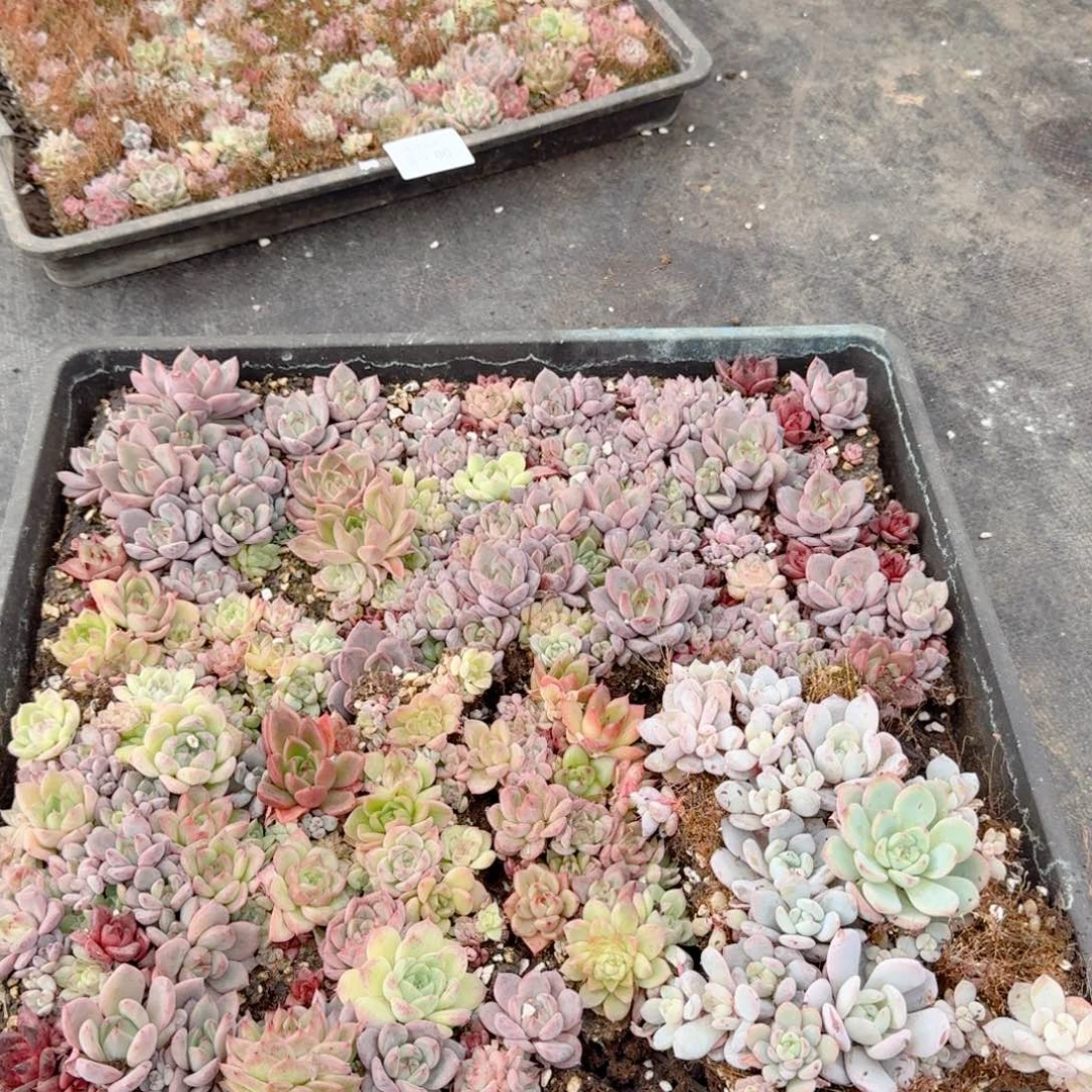 多肉杂交一物一拍3-87