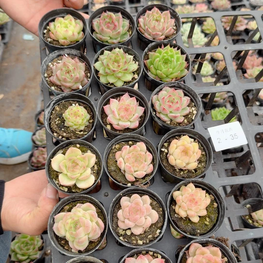 星**啊多肉杂交一物一拍2-35