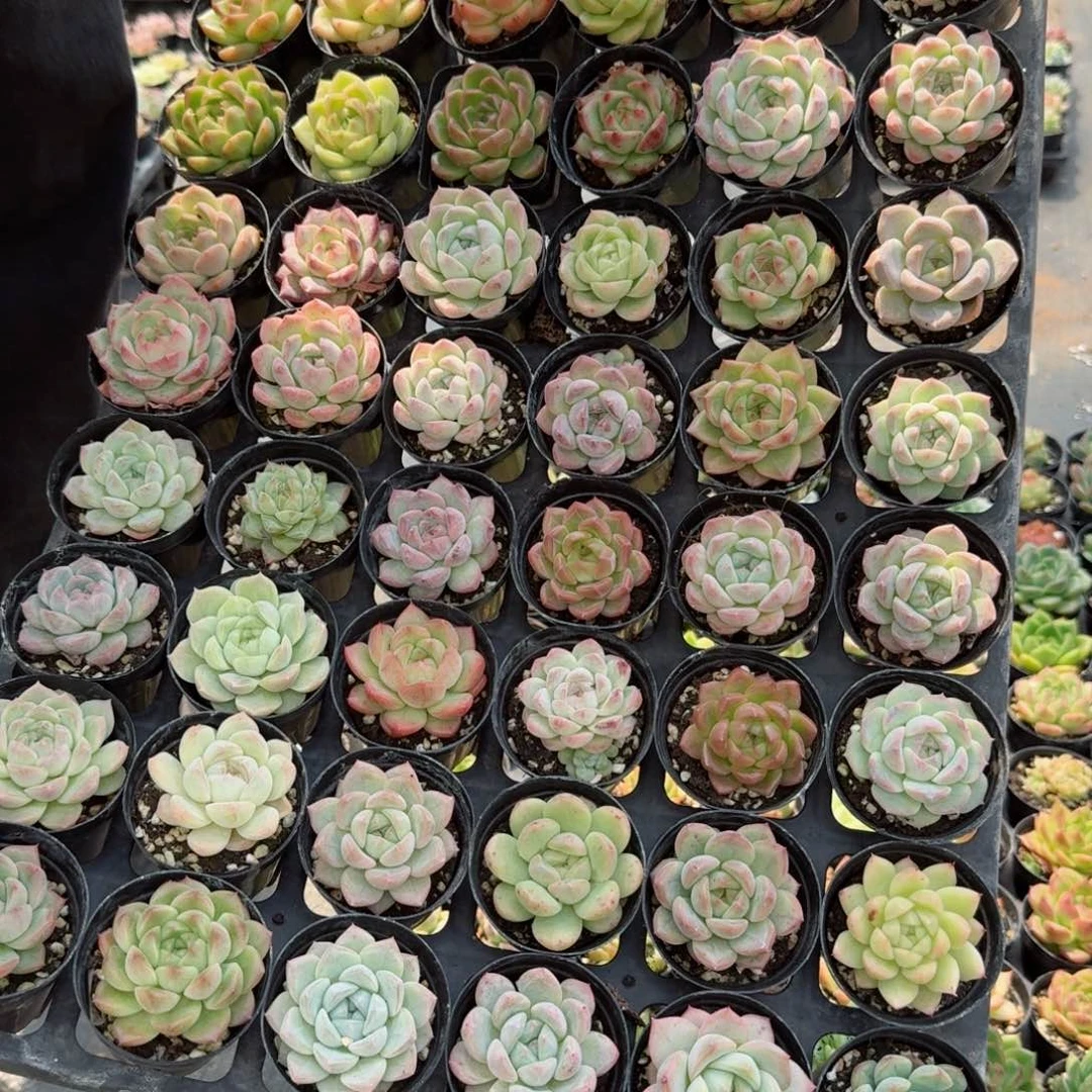 匆**客多肉杂交一物一拍27-150