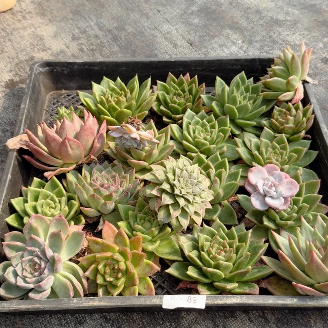 多肉杂交一物一拍9-89