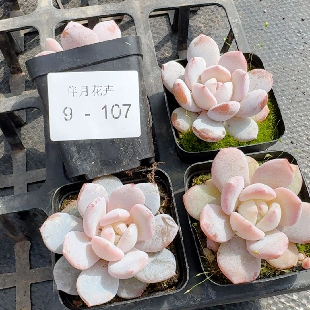 多肉杂交一物一拍9-107