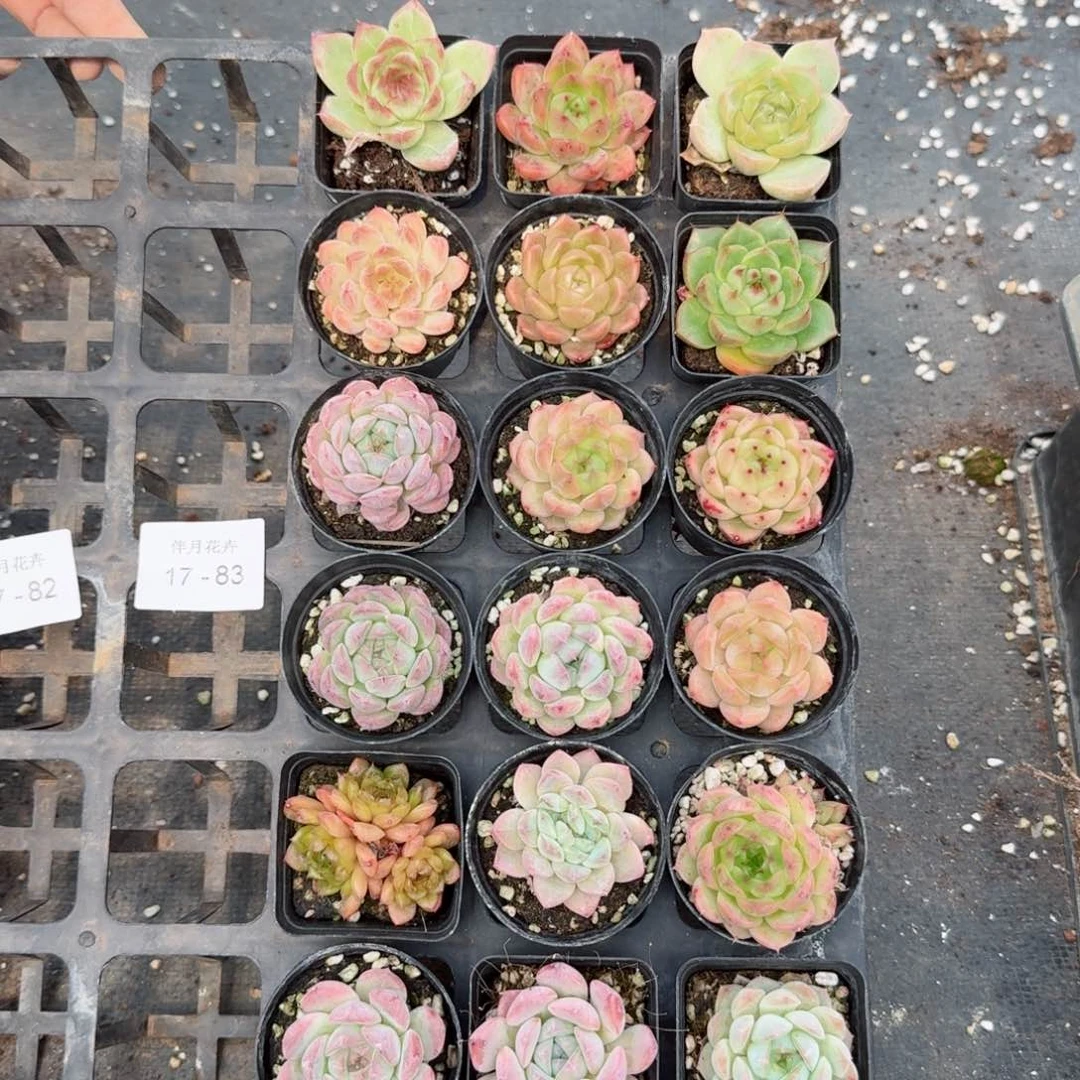 多肉杂交一物一拍17-83脱土发货