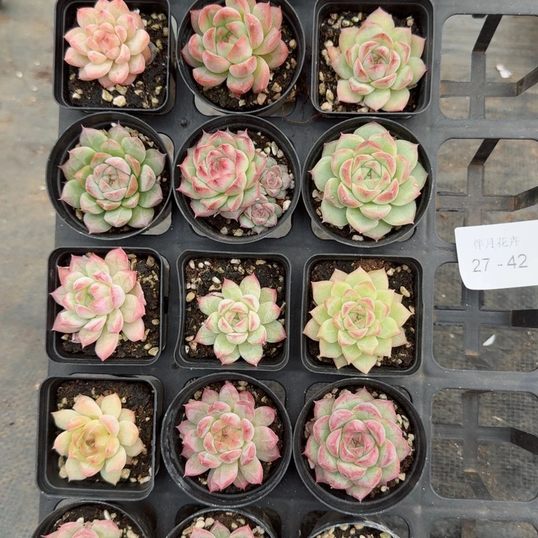 有***梦多肉杂交一物一拍27-42