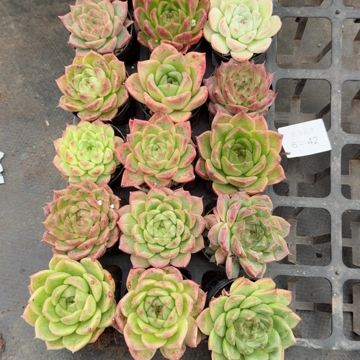 桑****贝多肉杂交一物一拍6-42