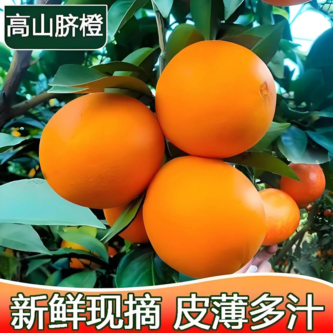 带箱9-10斤四川高山脐橙当季新鲜水果新鲜采摘鲜嫩多汁送开橙神器