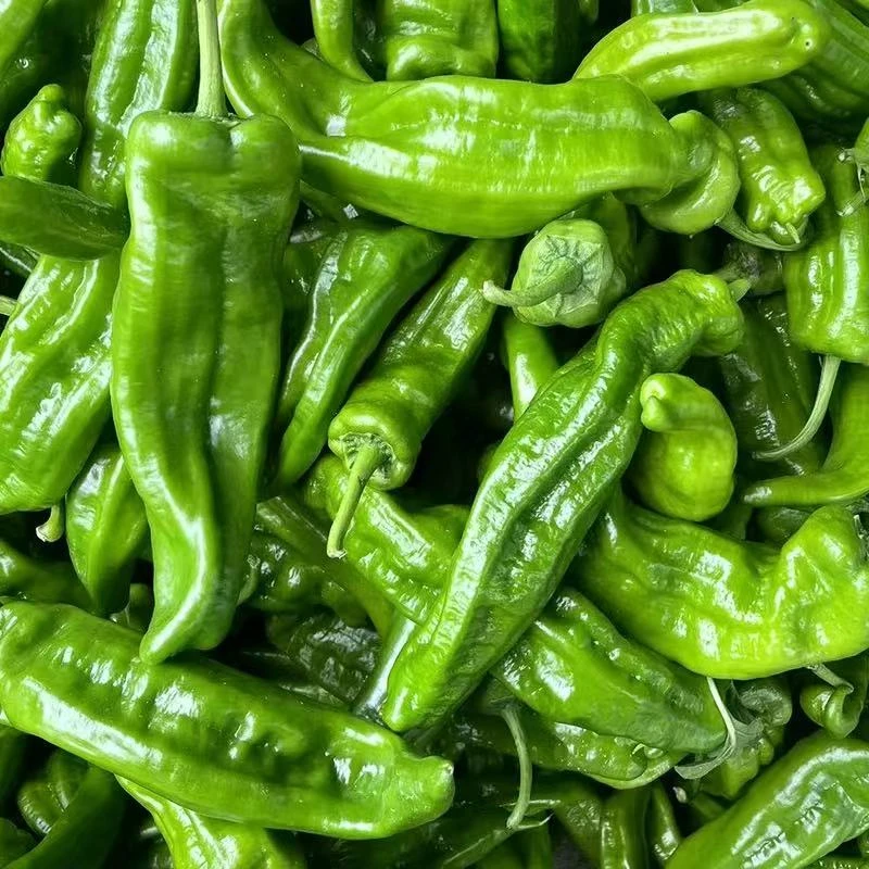 云南农家辣椒新鲜高山辣椒青椒特辣爆辣现摘现发