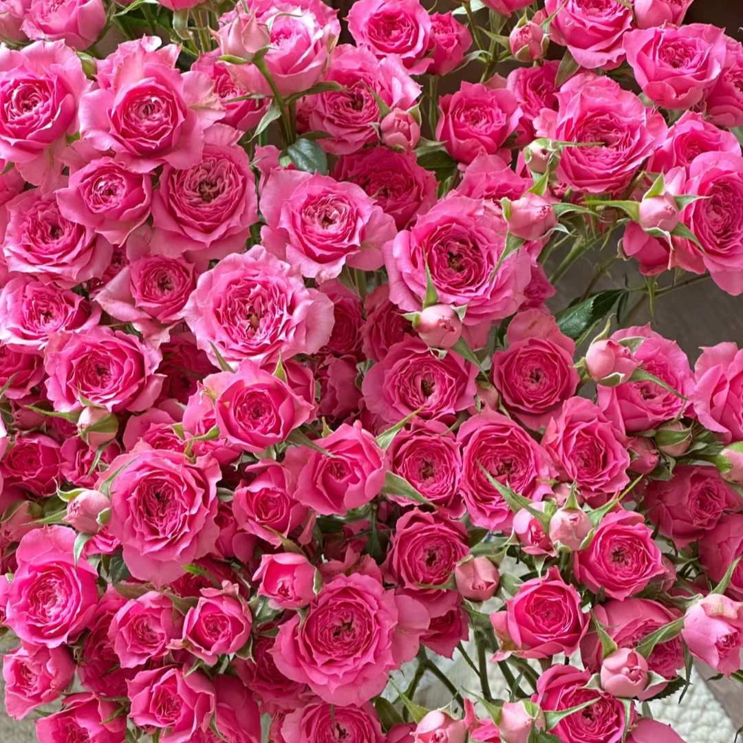 (一单包邮)苏菲宝贝多头玫瑰 鲜花云南基地直发