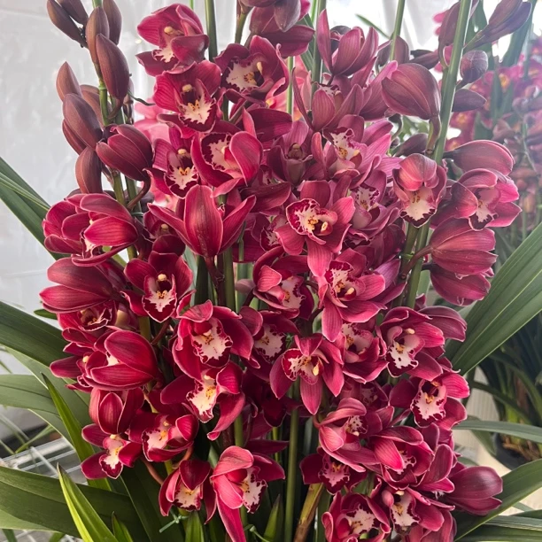 大花蕙兰红酒之恋5花剑起葡萄美酒云南基地直发室内高端花卉