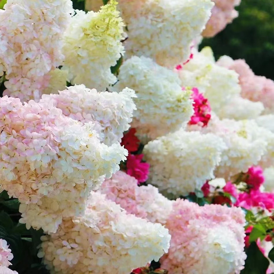 夏日美人 圆锥木秀球多年生老庄子耐高温阳台庭院地栽长花期变色