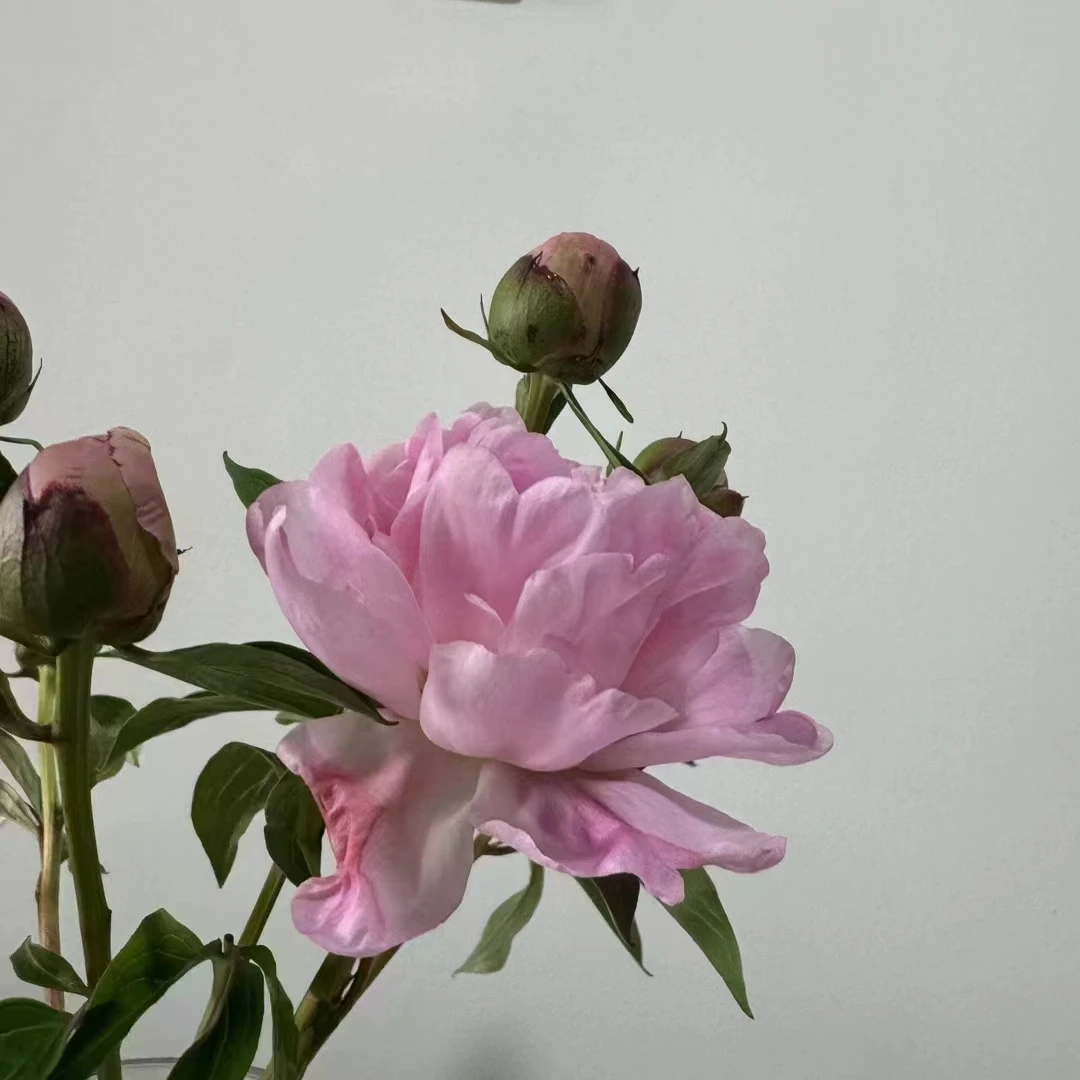 芍药鲜花花苞 特好养