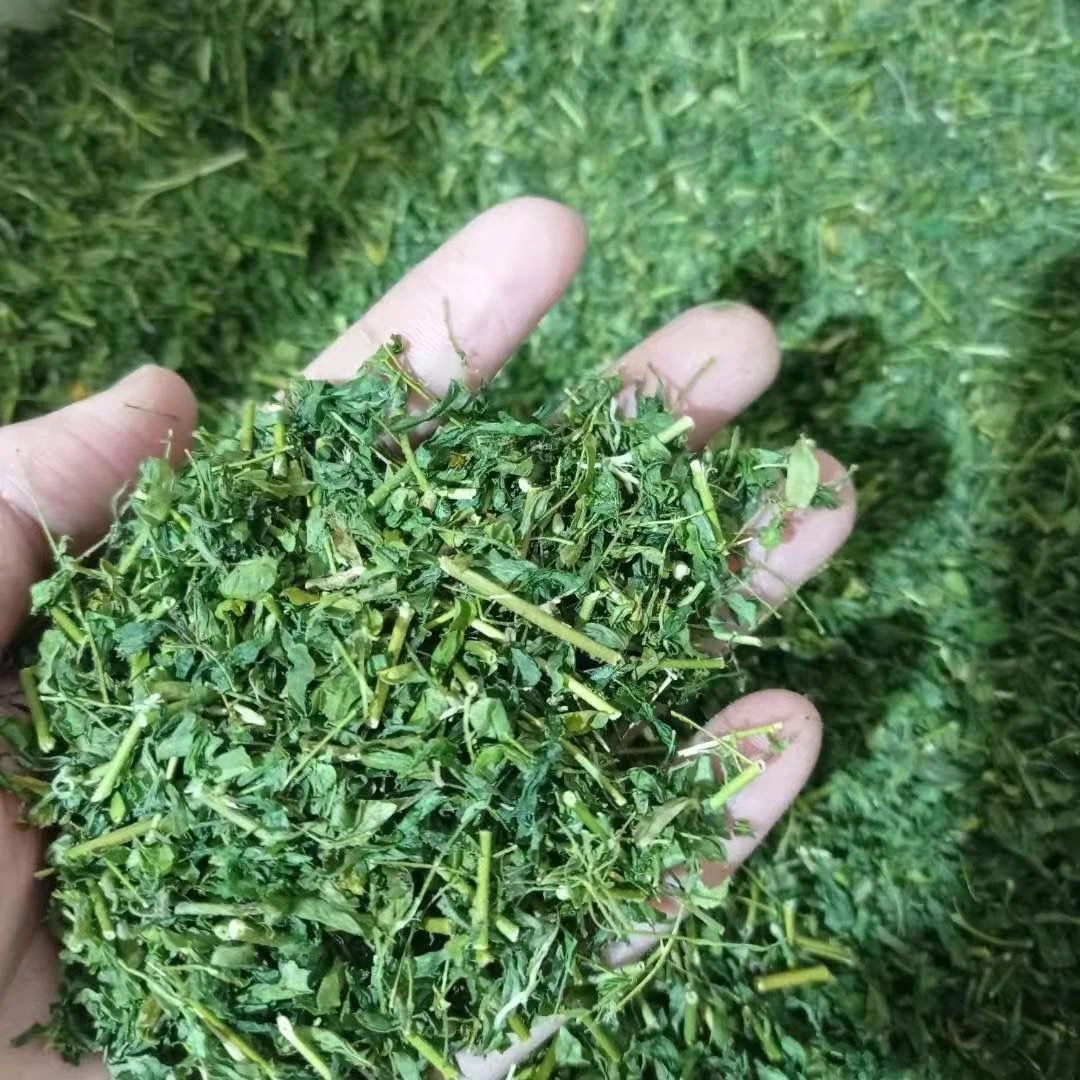 新货青绿鸡骨草茶干品100克