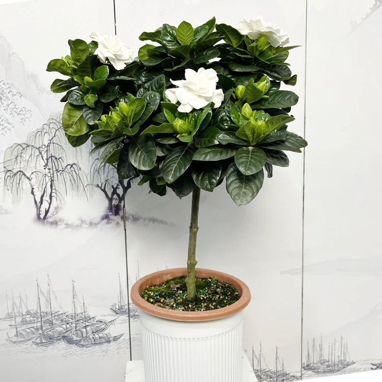 大叶棒棒糖栀子花浓香型花卉