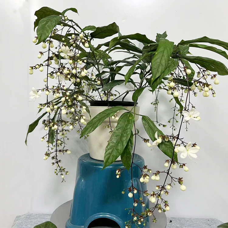 小农夫垂丝茉莉室内开花植物客厅植物好养盆栽