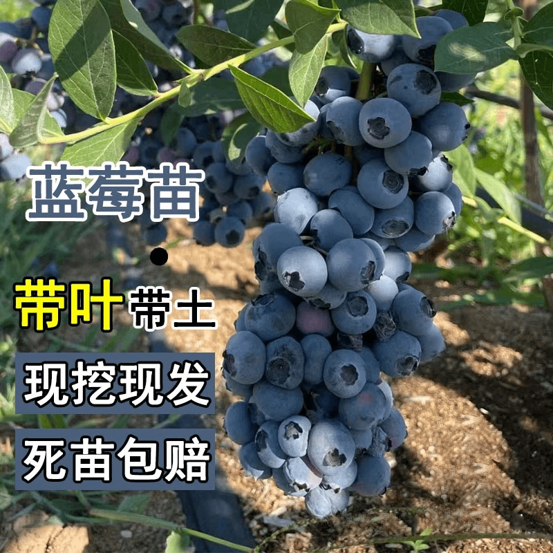 蓝莓树苗果树绿宝石室内阳台当年结果地栽南北方四季种植耐寒兔眼