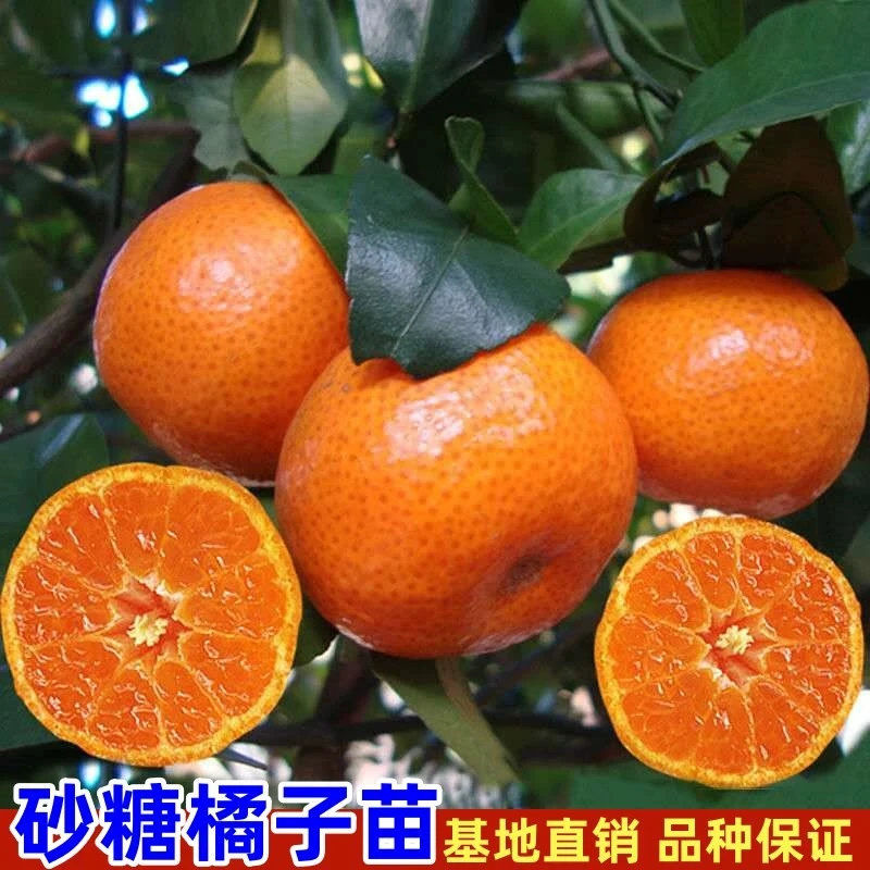 橘子树苗砂糖橘地栽盆栽南北方种植嫁接果树树苗无籽沃柑当年结果