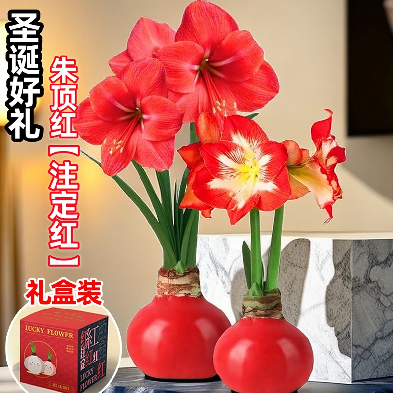 阳台精选蜡封朱顶红 不用水养就可以开花 朱顶红蜡球可爱易活好看