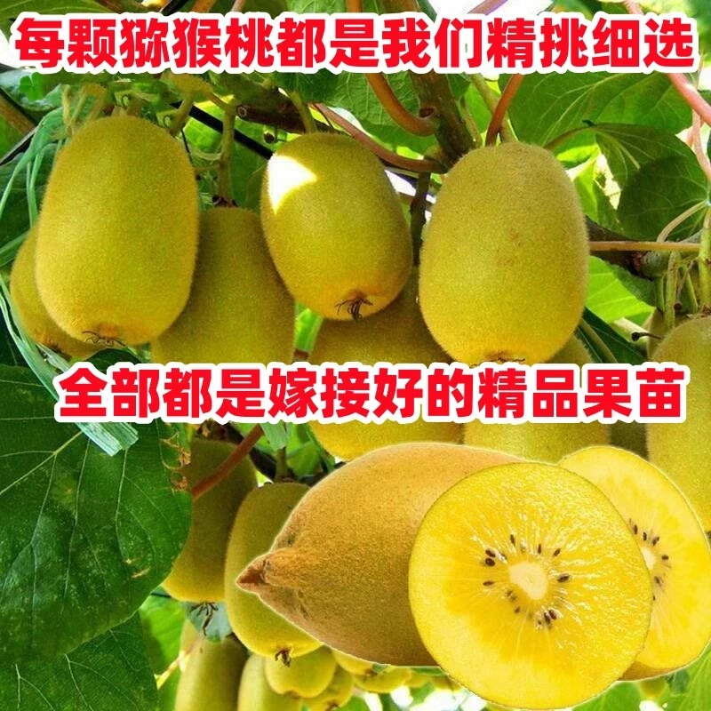 猕猴桃苗红心徐香软枣猕猴桃苗地栽南北方种植嫁接果树苗当年结果