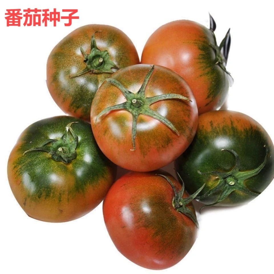 水果草莓番茄种子大果西红柿铁皮西红柿种子阳台盆栽蔬菜种子