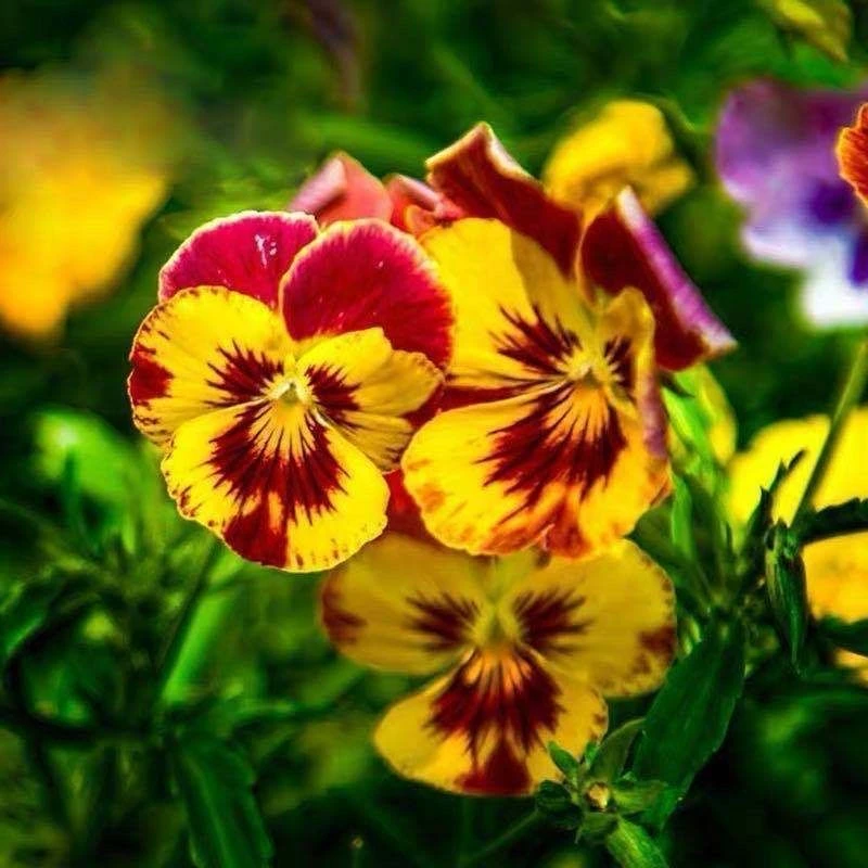 三色堇种子猫儿脸角堇蝴蝶花种籽四季阳台庭院盆栽花卉种籽