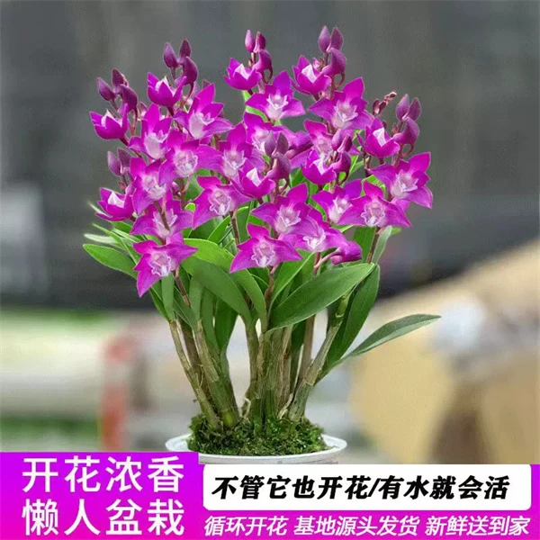 澳洲香水石斛育苗盆原土发货兰花苗室内绿植盆栽带香味紫蝶石斛