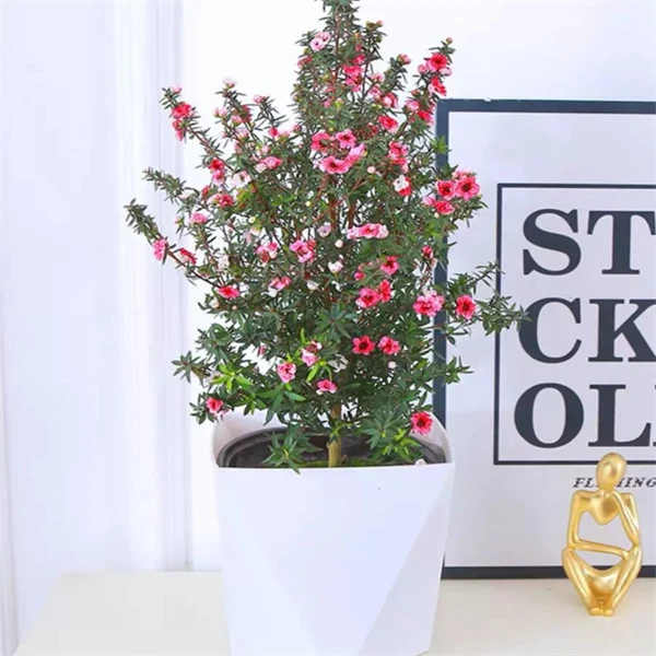 带花苞澳洲雪花梅松红梅盆栽三色梅室内耐寒多色年宵花卉阳台好养